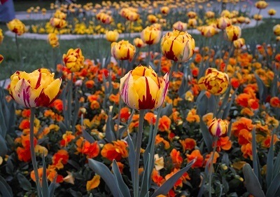 bloemen