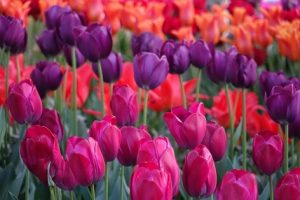 tulpen